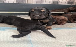 Cocker Spaniel dogs for sale: Cocker Spaniel Puppies - Image 10