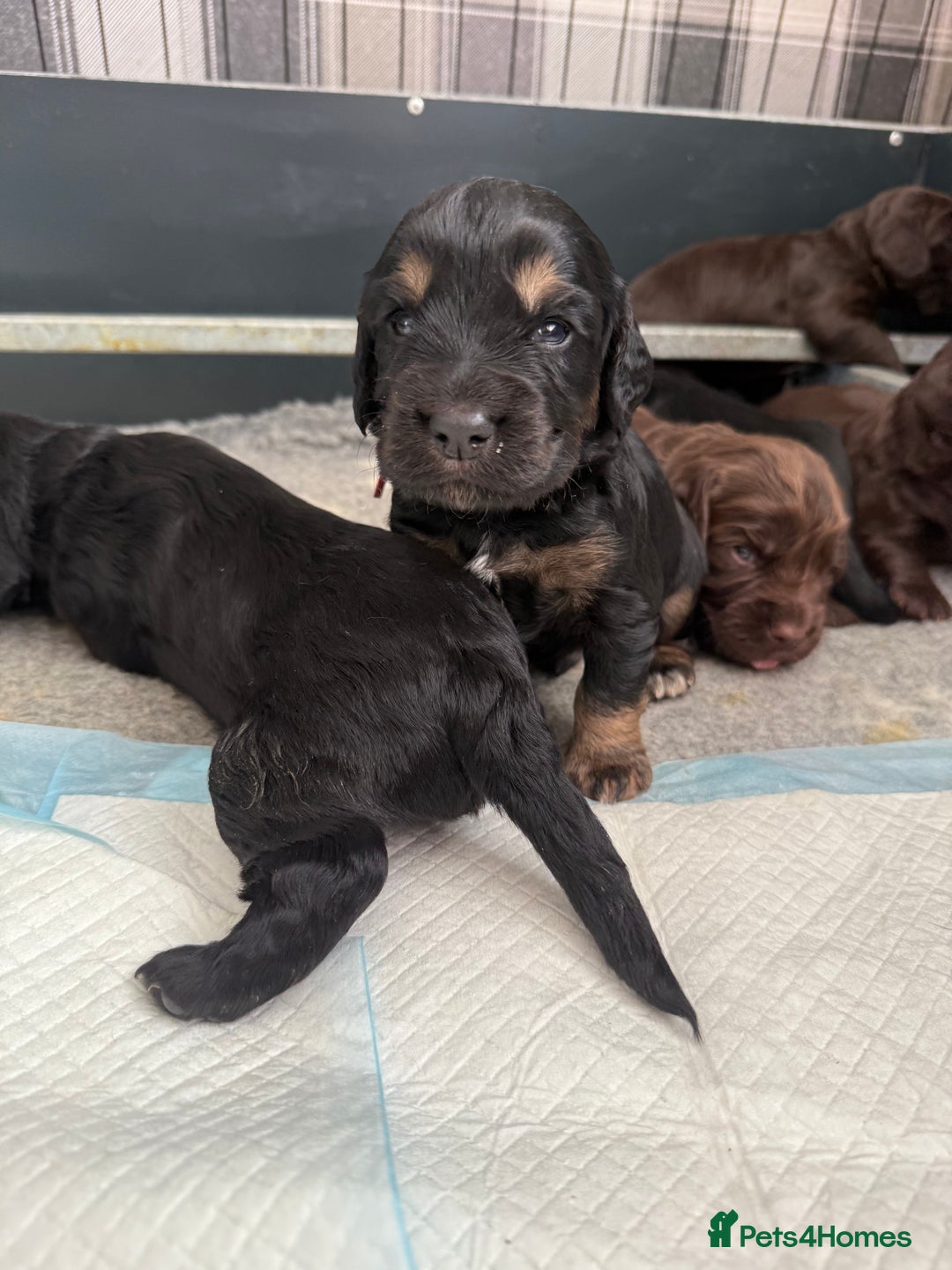 Cocker Spaniel dogs for sale: Cocker Spaniel Puppies - Image 10