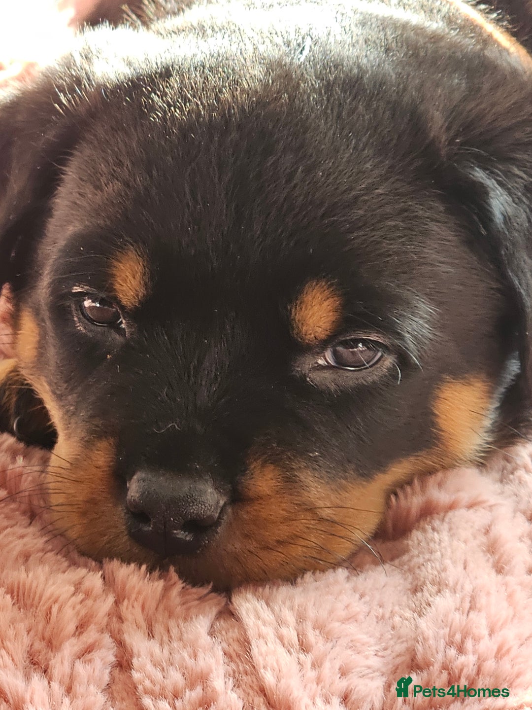 Rottweiler dogs for sale: Pure breed Rottweiler  - Image 12