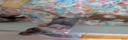 Rat rodents for sale: Dumbo rex cute rats only 4 females left - Advert 3