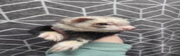 Ferret rodents for sale: 4 stunning ferrets looking for new homes - Advert 5