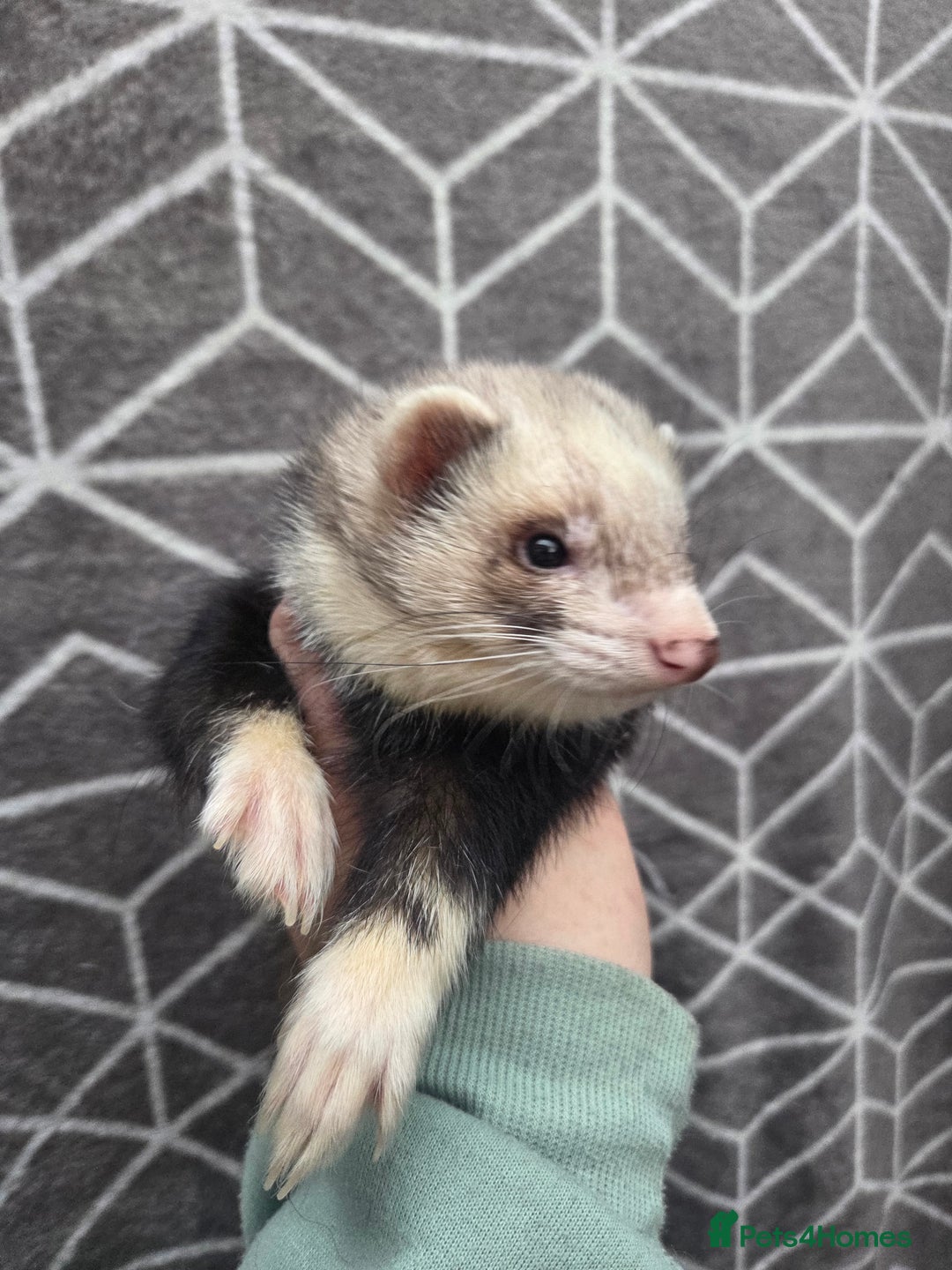 Ferret rodents for sale: 4 stunning ferrets looking for new homes - Advert 5
