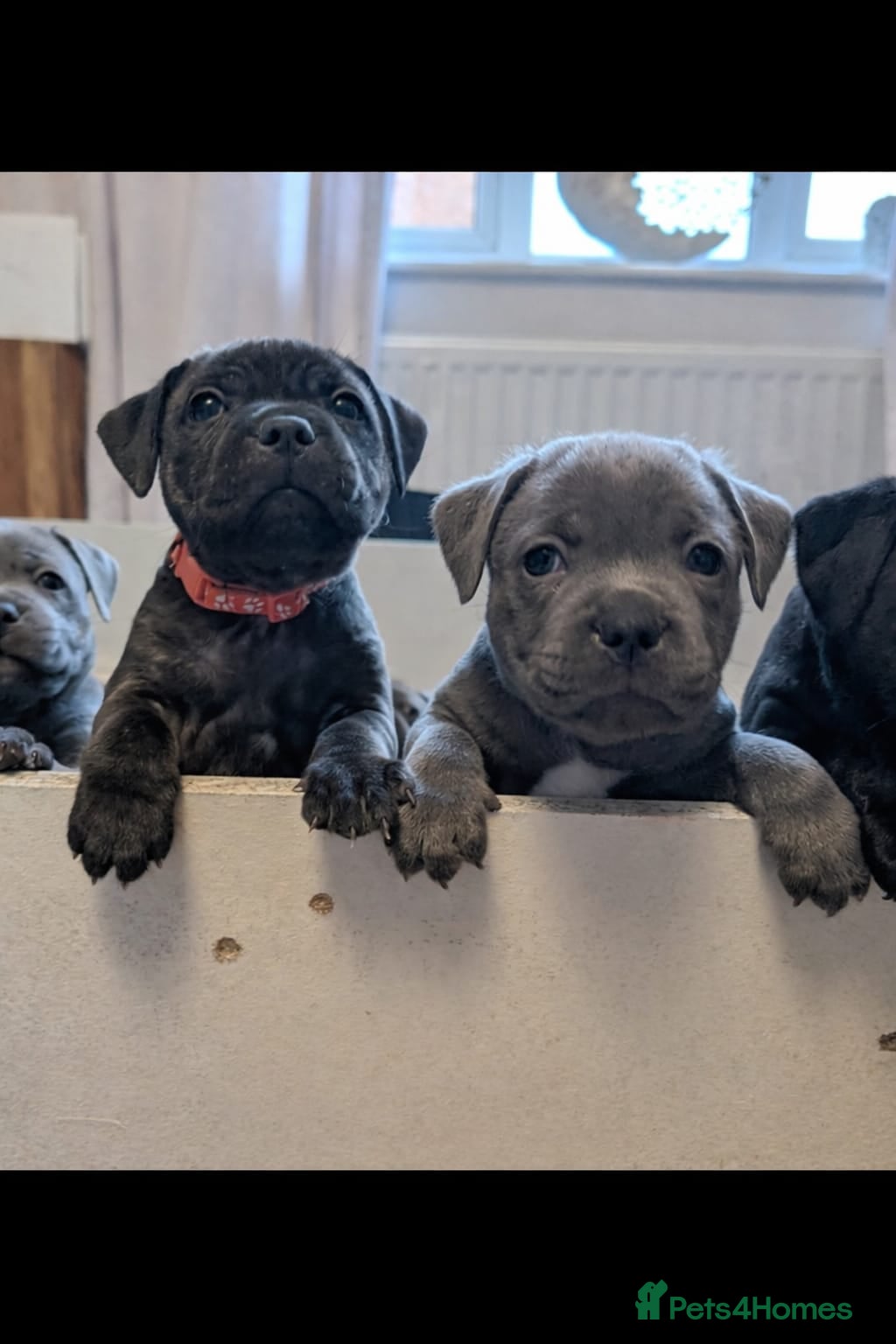Staffordshire Bull Terrier dogs **CHAMPION VALGLO BLOODLINE STAFFORD LITTER** - Advert 10