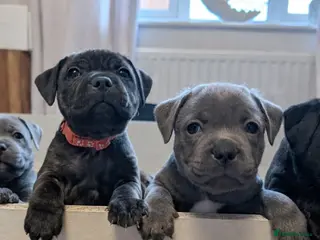 Staffordshire Bull Terrier dogs **CHAMPION VALGLO BLOODLINE STAFFORD LITTER** - Advert 10