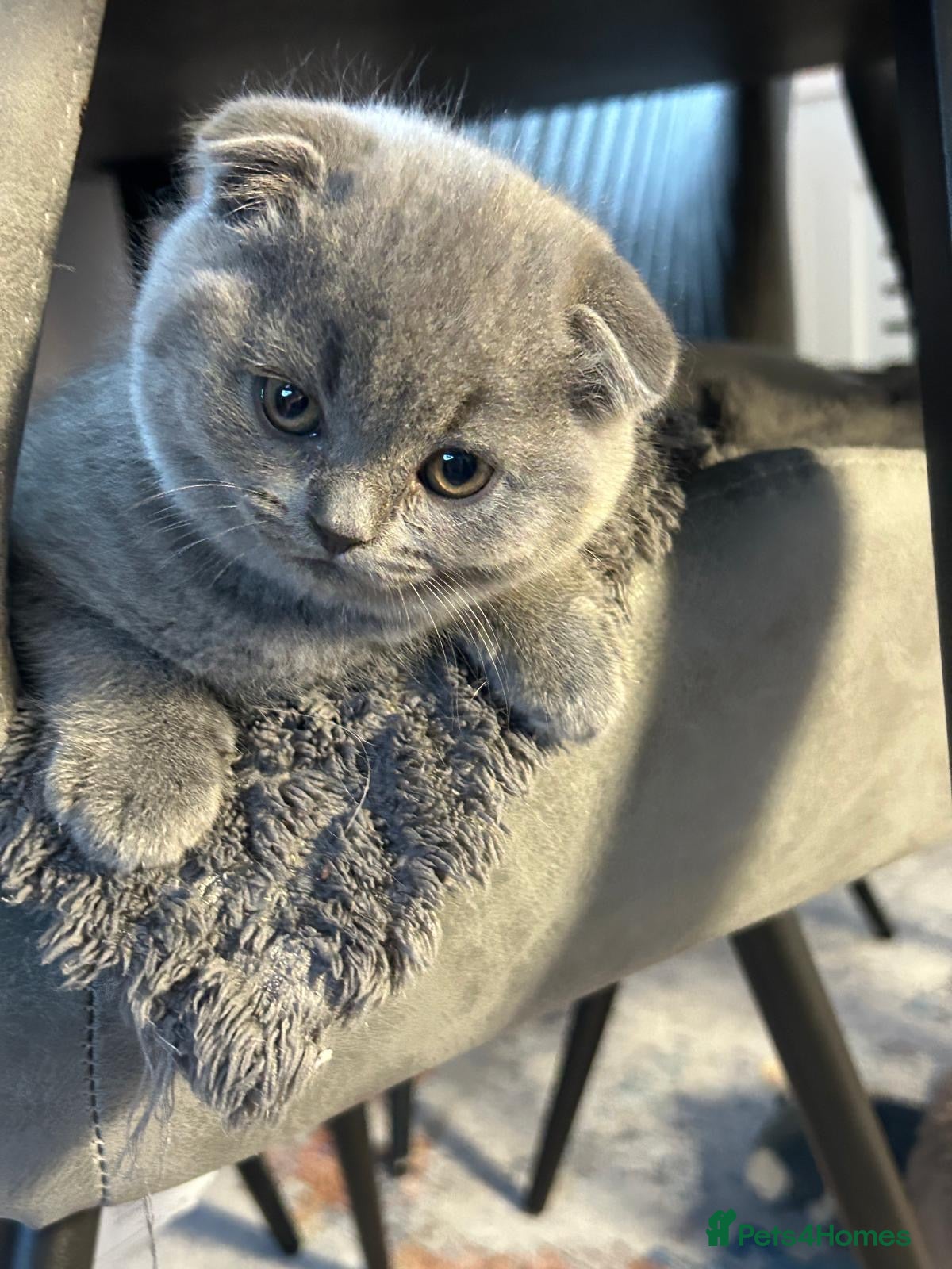 Scottish Fold cats Stunning Girl  - Advert 1