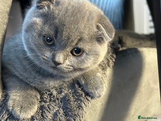 Scottish Fold cats Stunning Girl - Advert 1