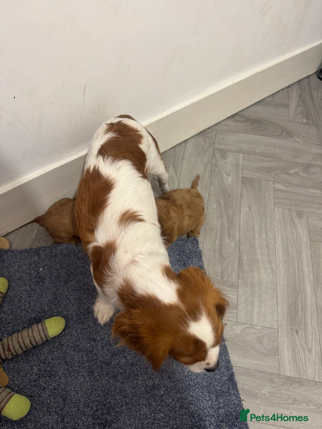 Cavalier King Charles Spaniel dogs for sale: Male King Charles Cavalier Puppies 🩵💙 - Advert 2