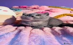 Scottish Fold cats for sale: Beautiful litter of Scottish fold  😍 - Image 20