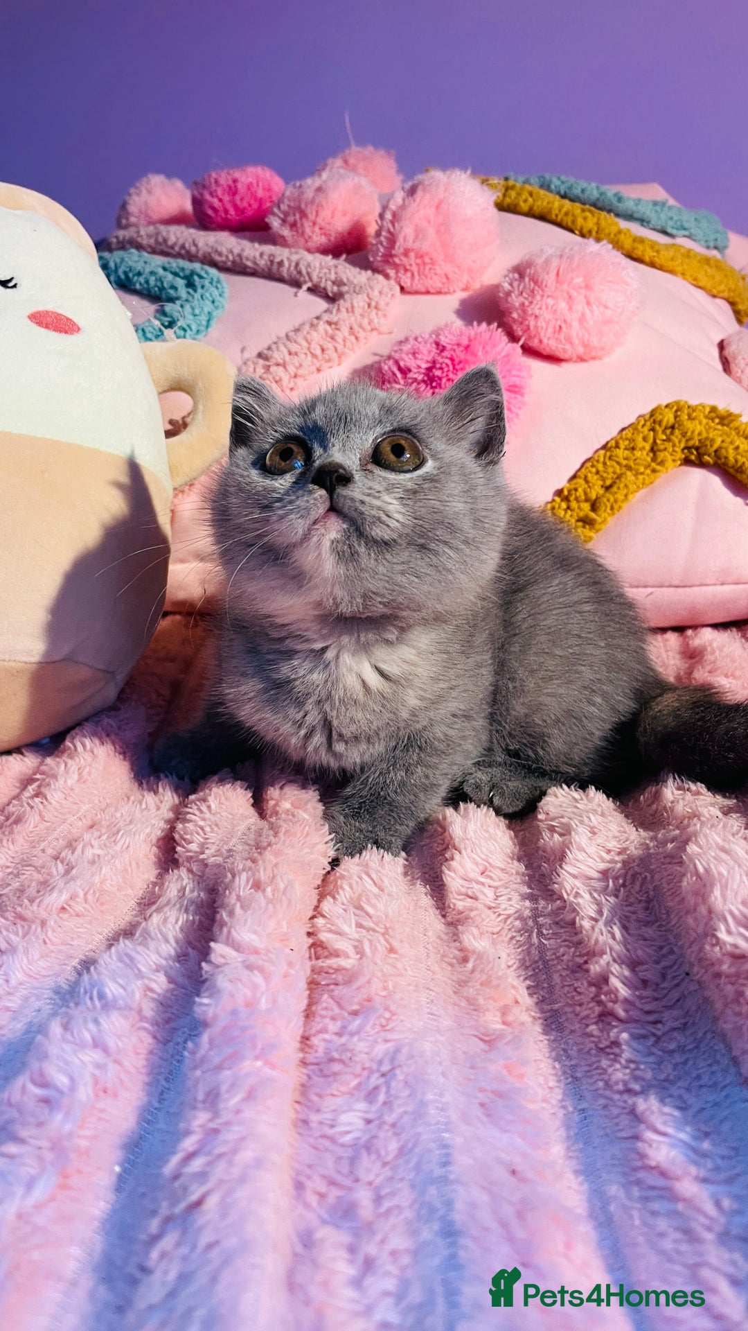 Scottish Fold cats for sale: Beautiful litter of Scottish fold  😍 - Image 20