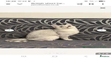 British Shorthair cats - Advert 8