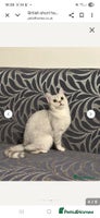 British Shorthair cats - Advert 8