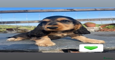 Cocker Spaniel dogs - Advert 13