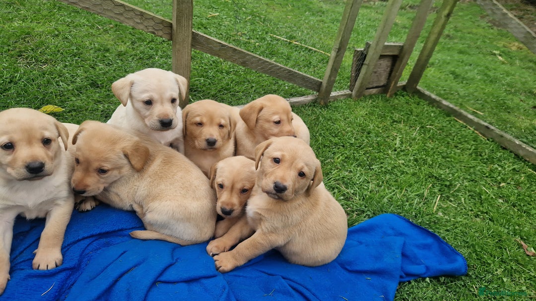 Labrador Retriever dogs for sale: Labrador puppies looking for 5* homes - Image 4