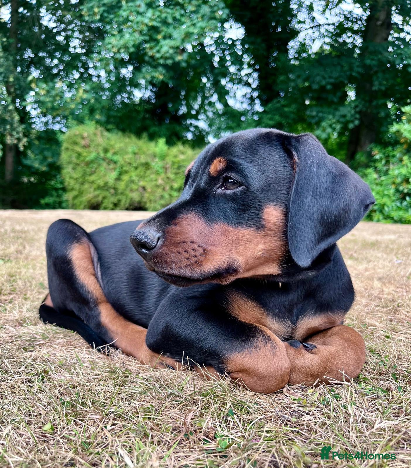 Dobermann dogs Naturally Bred Doberman Ready to Leave - Advert 2