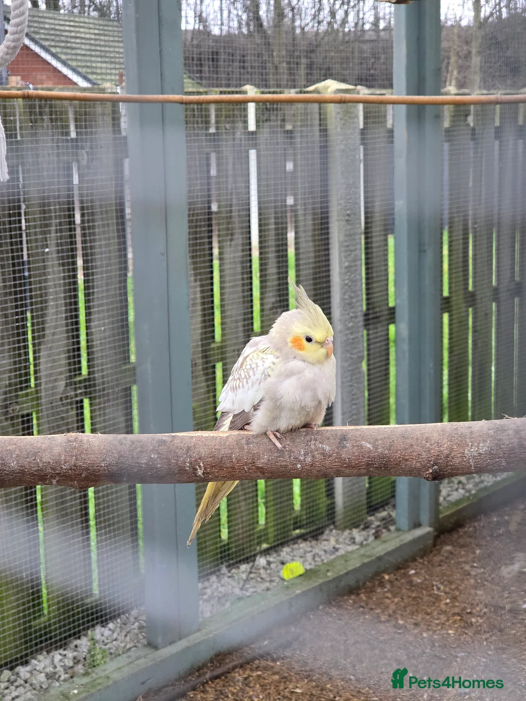 Cockatiels birds for sale: Stunning Young Cockatiels For Sale - Advert 9