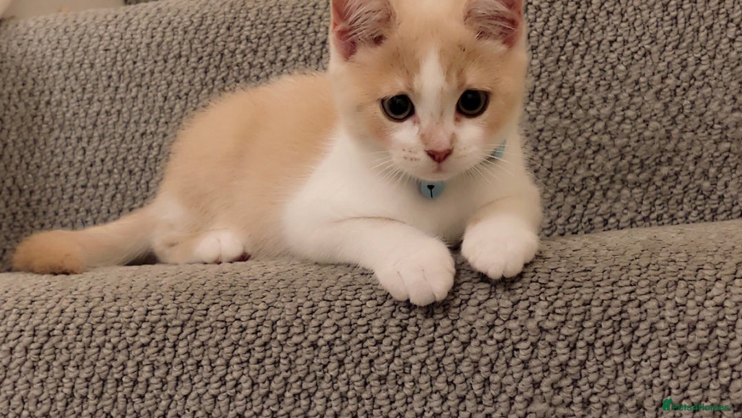 Mixed Breed cats for sale: Beautiful little boy - Image 4