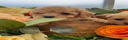 Cavapoo dogs for sale: Charming cavapoo puppies  - Advert 4