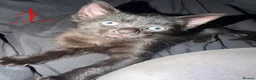 Mixed Breed cats for sale: Sphynx Mix Kittens  in Colchester - Advert 5