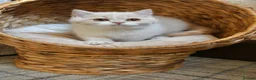 British Shorthair cats for sale: Beautiful British Shorthair boy  - Advert 6