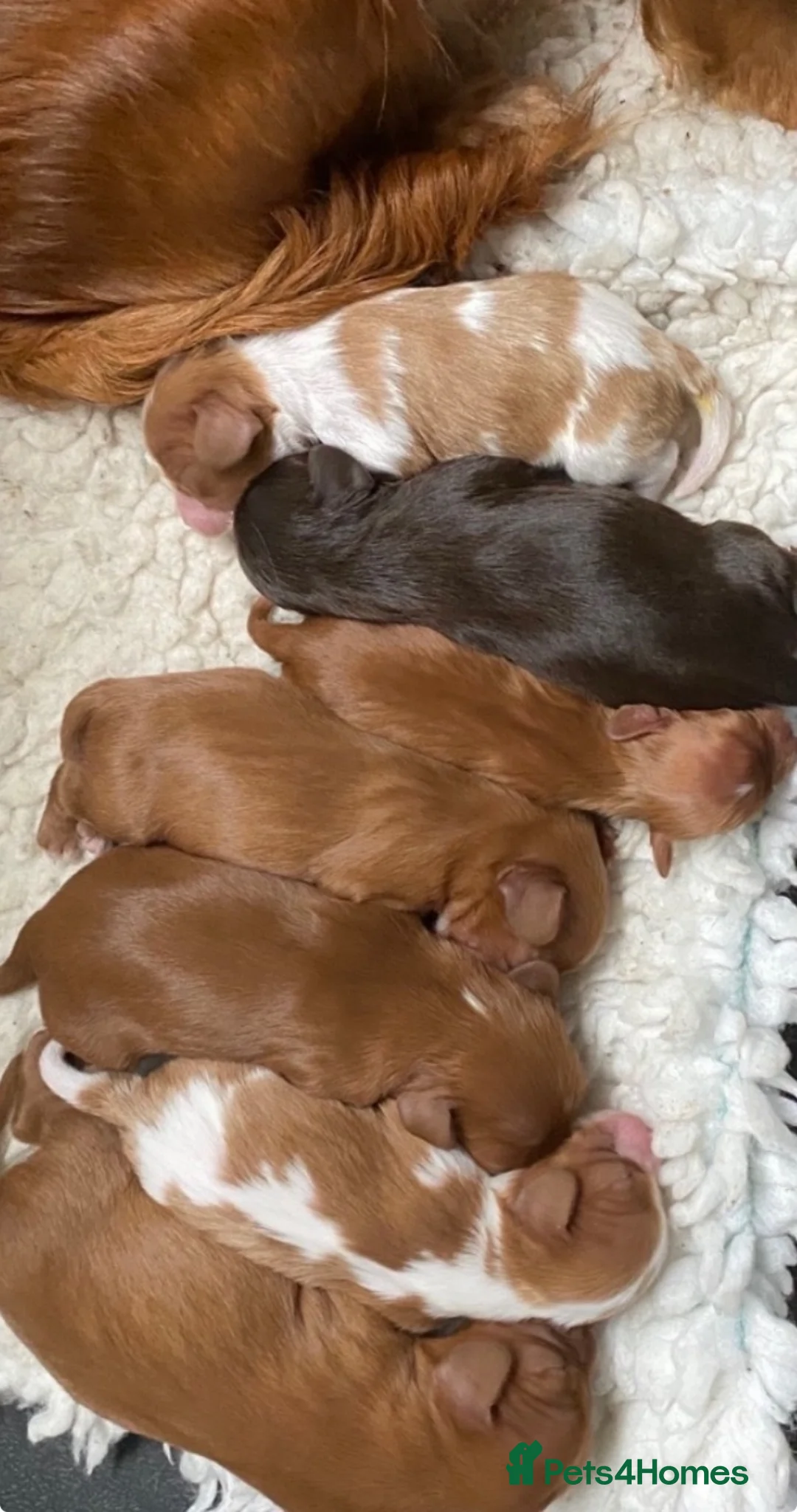 Cavalier King Charles Spaniel dogs for sale: Chocolate Visual CKCS  - Advert 2
