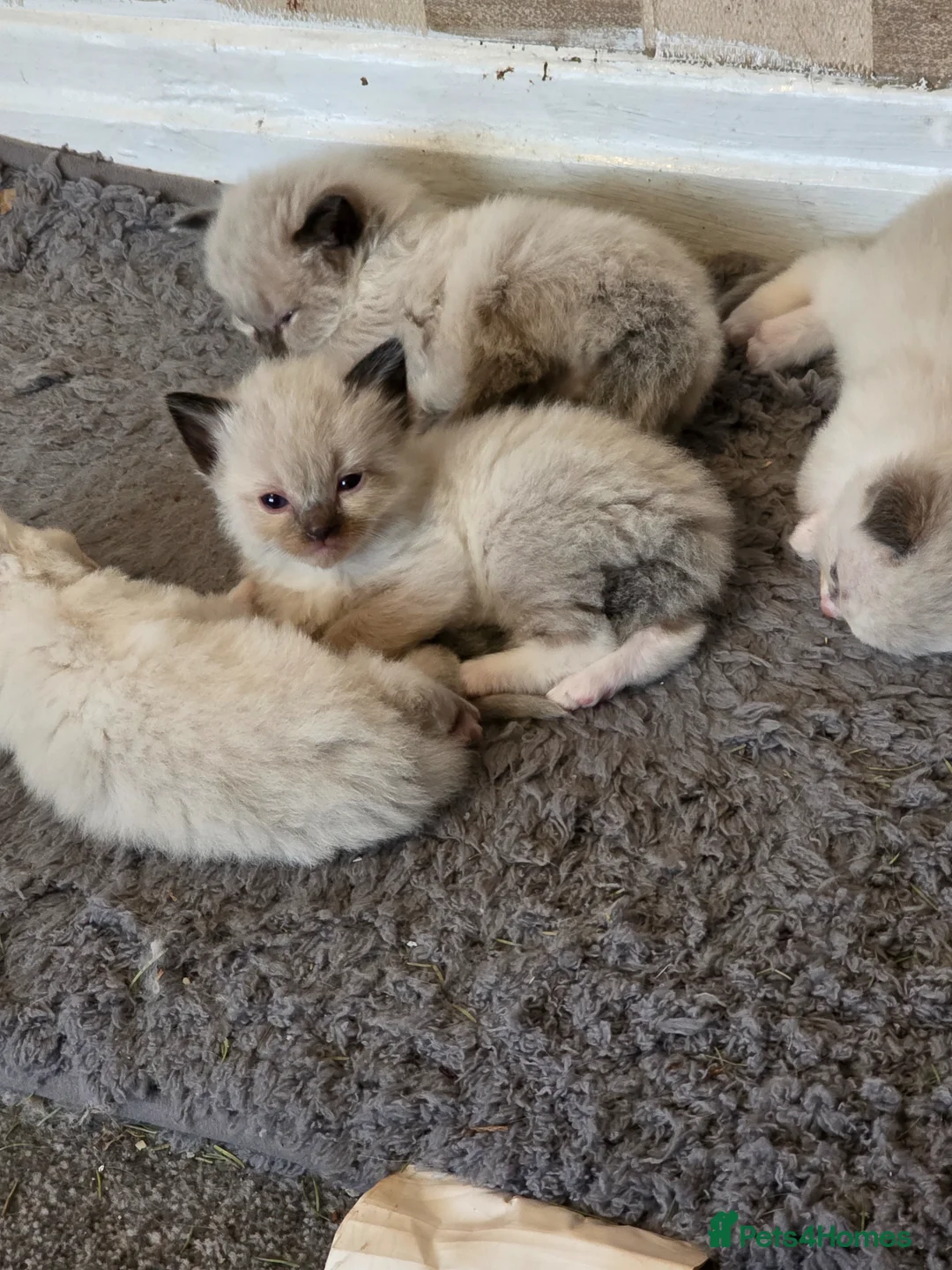Ragdoll cats for sale: Gorgeous ragdoll kittens  - Advert 1