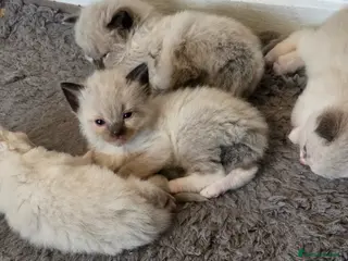 Ragdoll cats Gorgeous ragdoll kittens - Advert 1