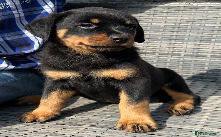 Rottweiler dogs - Advert 2