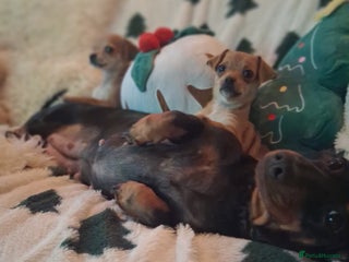 Mixed Breed dogs - Advert 6