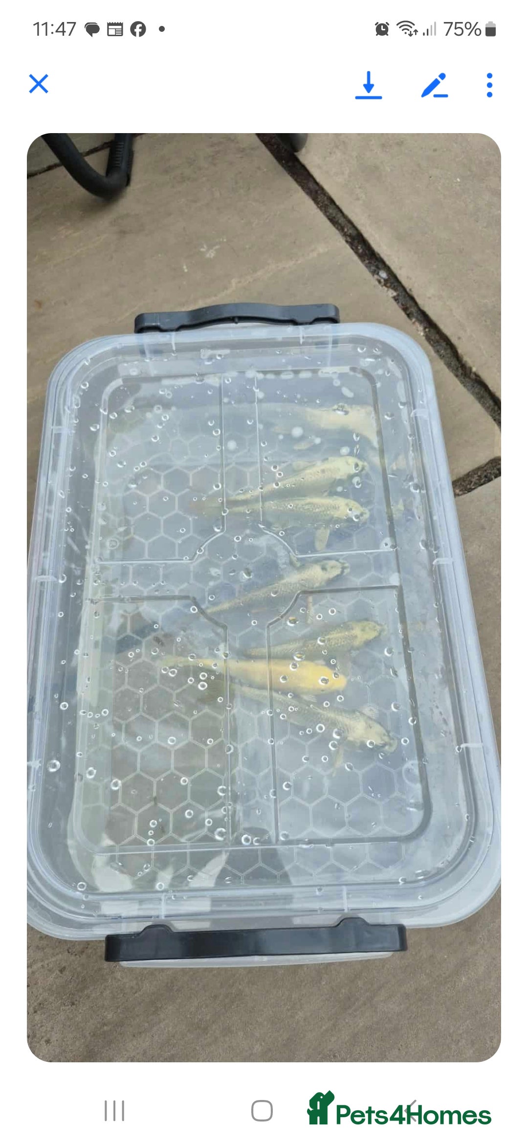 Koi Carp fish for sale: Ghost Koi - Image 1