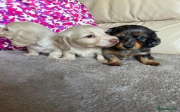 Miniature Dachshund dogs for sale: Miniature dachshunds  - Image 7