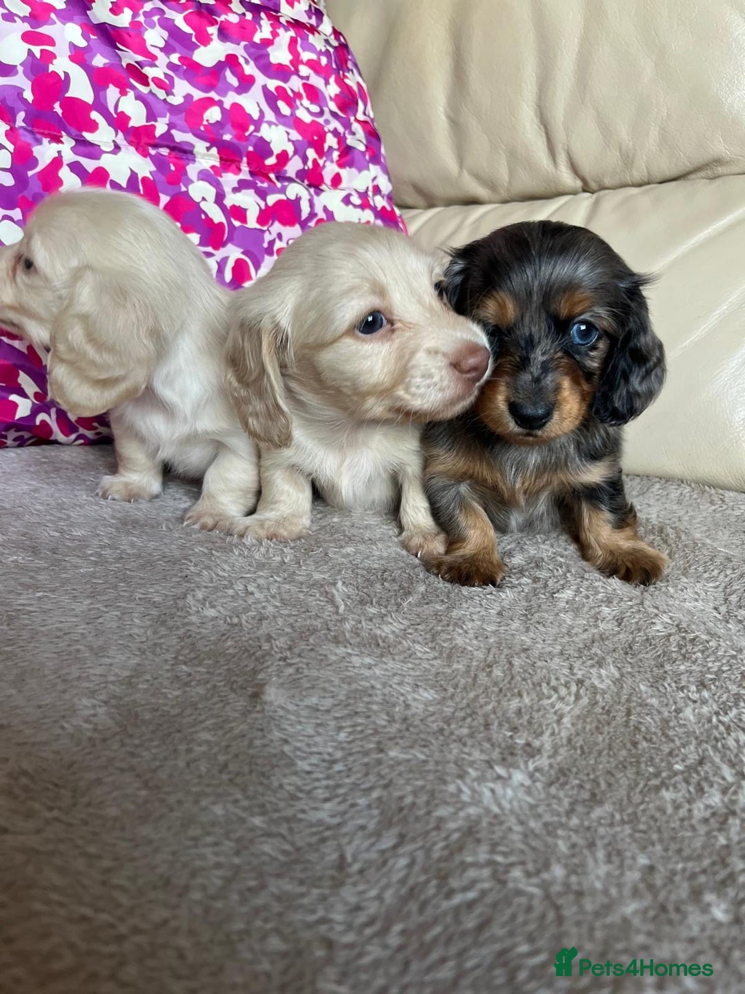 Miniature Dachshund dogs for sale: Miniature dachshunds  - Image 7