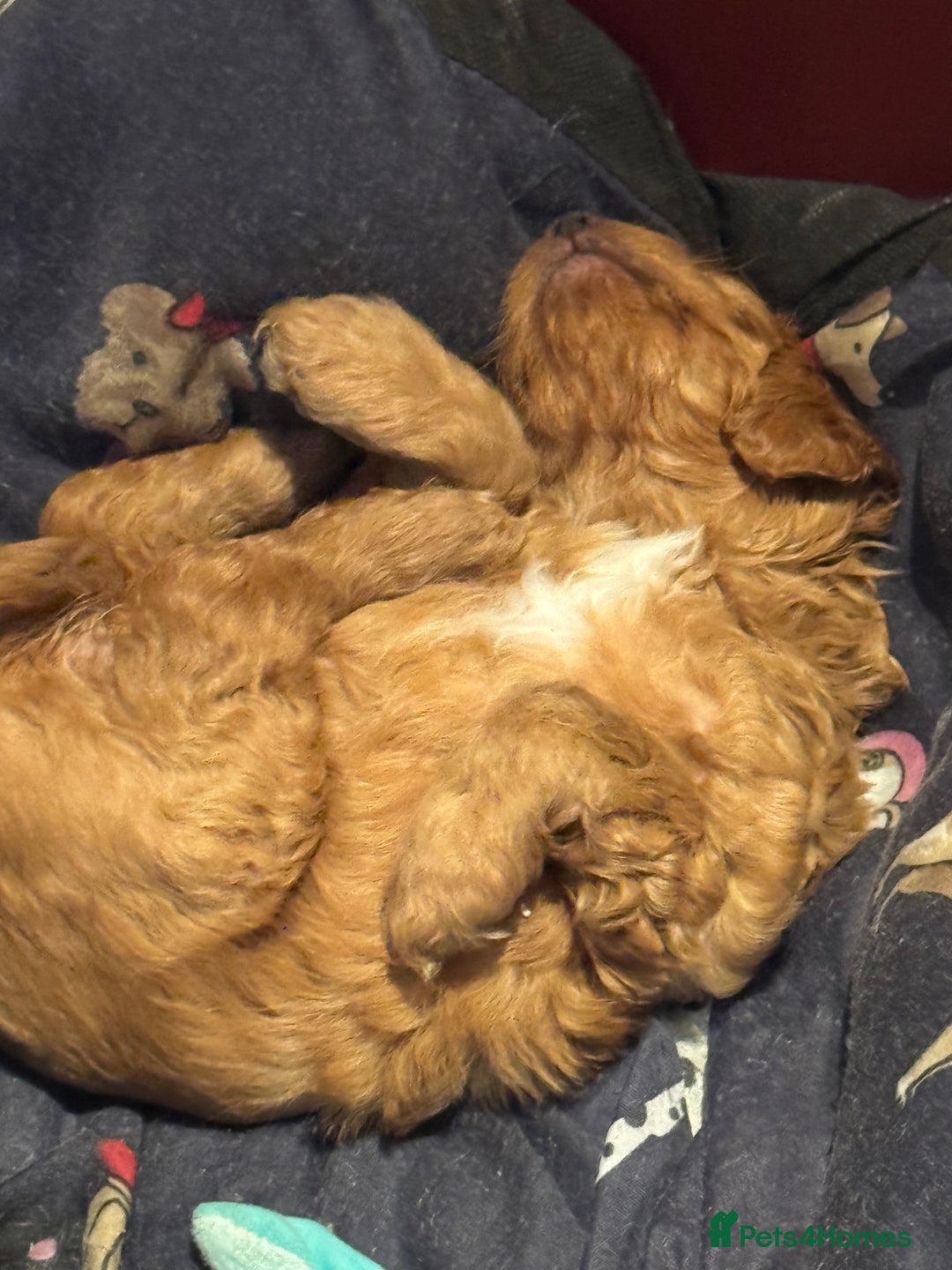 Mixed Breed dogs for sale: home grown golden doodle / cockerpoo  - Image 3