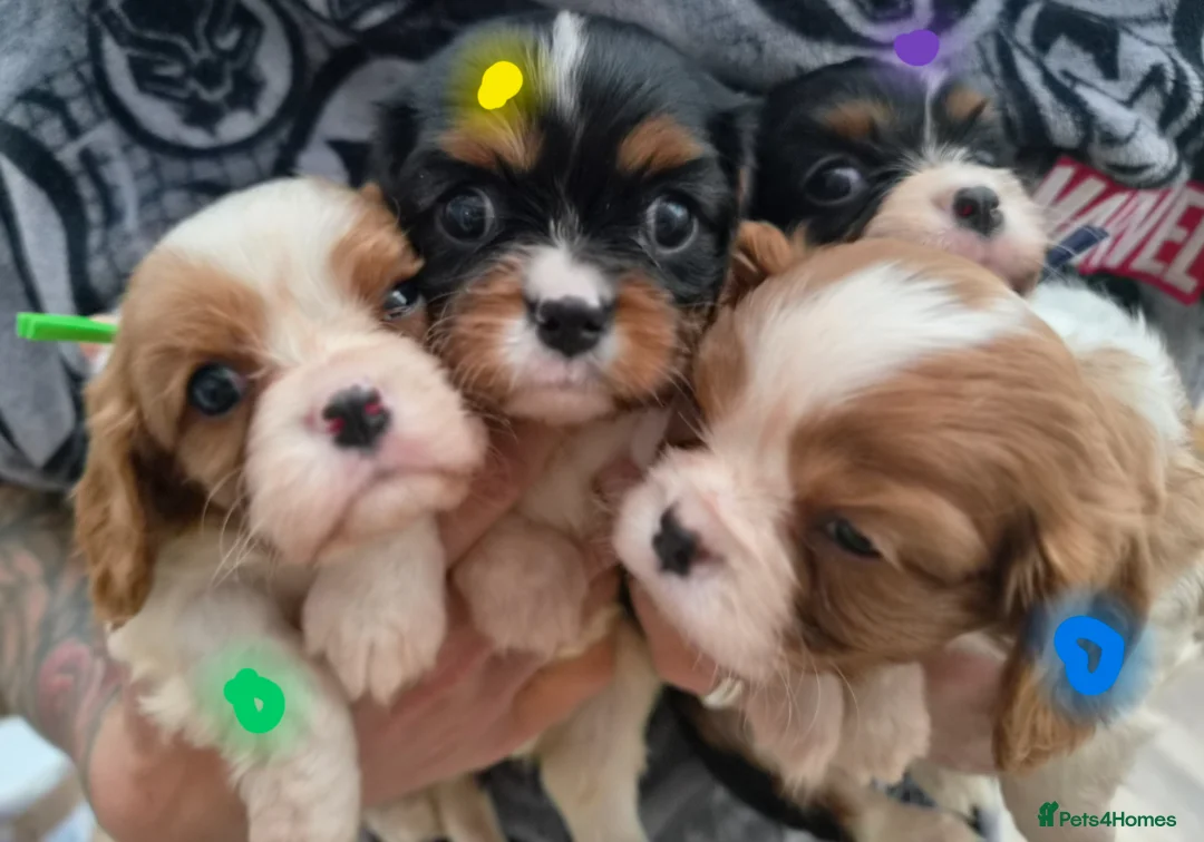 Cavalier King Charles Spaniel dogs for sale: *Health Tested CKCS 2 available* - Advert 1