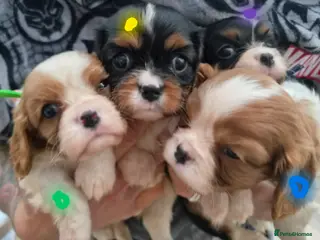 Cavalier King Charles Spaniel dogs Beautiful litter of CKCS - Advert 19