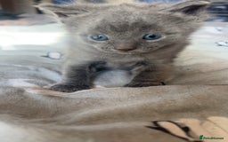Mixed Breed cats for sale: 1 left looking for forever home  - Image 11