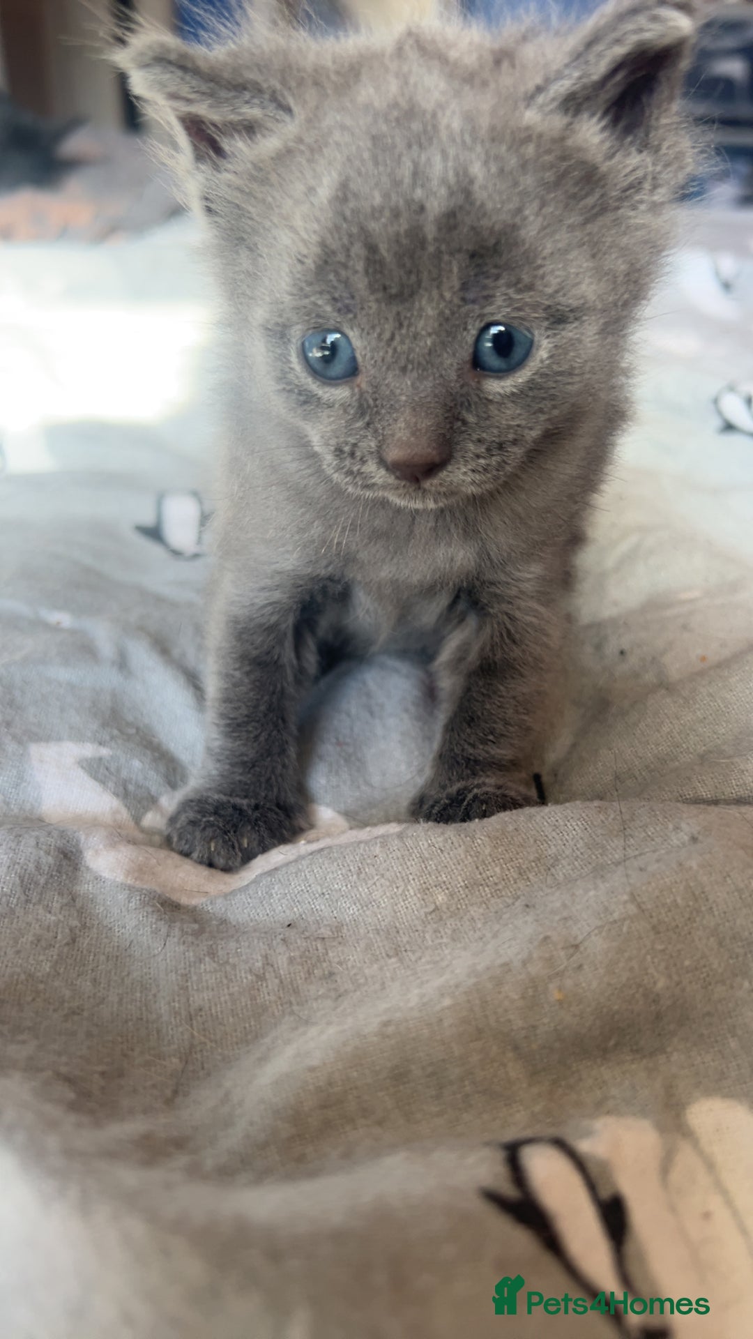 Mixed Breed cats for sale: 1 left looking for forever home  - Image 11