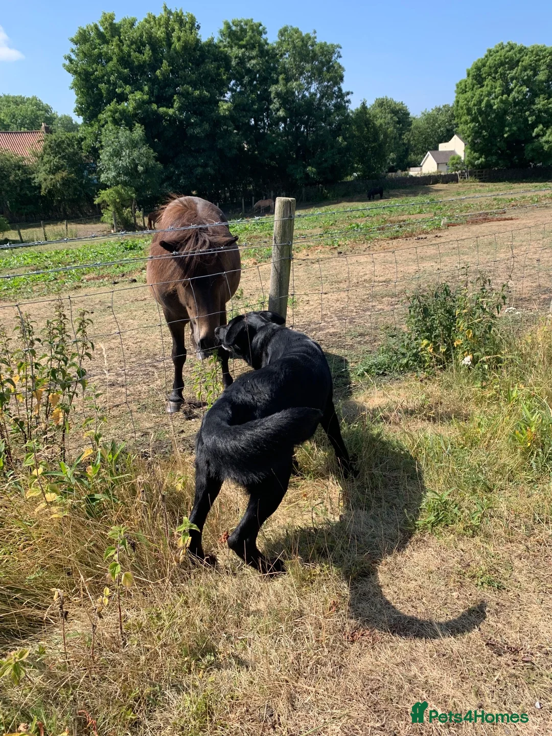 Mixed Breed dogs for sale: 3/4 German Shepherd 1/4 Labrador  - Advert 10