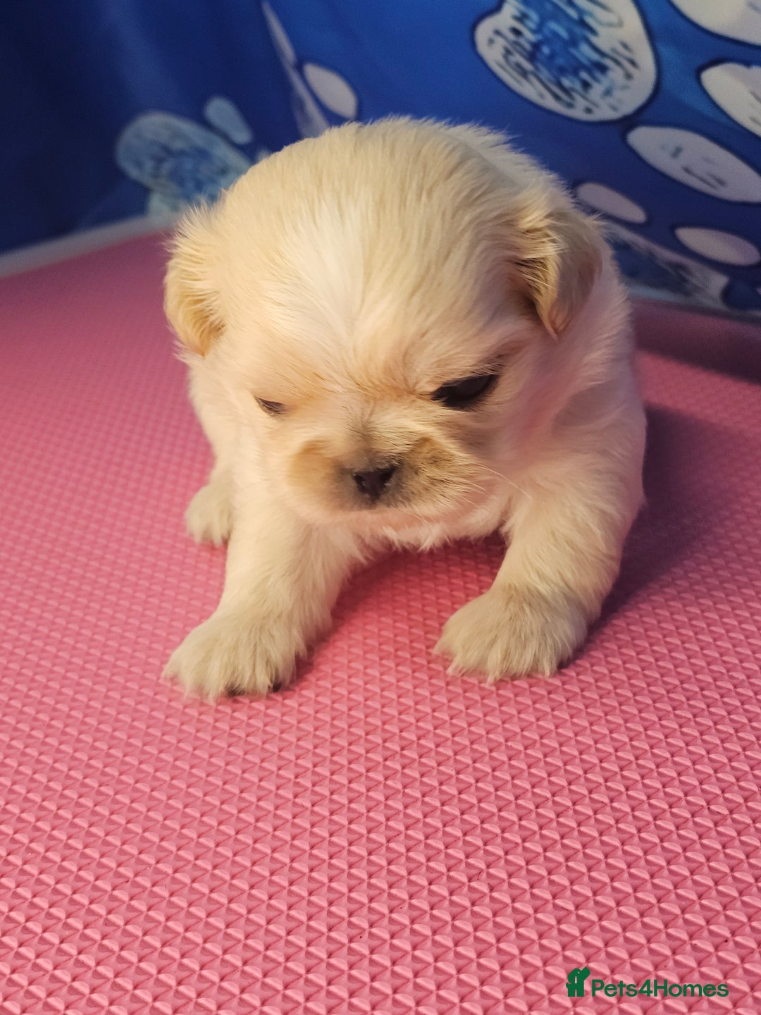 Shih Tzu dogs for sale: Pedigree smallest possible size Shih Tzu - Advert 15