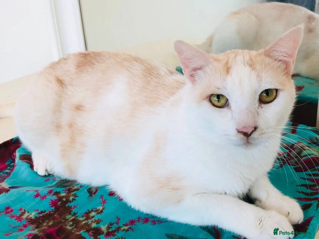 Mixed Breed cats for adoption: MARMIE -AFFECTIONATE CALM SINGLE CAT SPAYED  - Advert 1