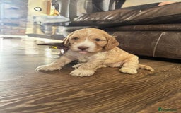 Cockapoo dogs for sale: Adorable F1 Cockerpoo puppies - Image 4