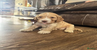 Cockapoo dogs - Advert 7