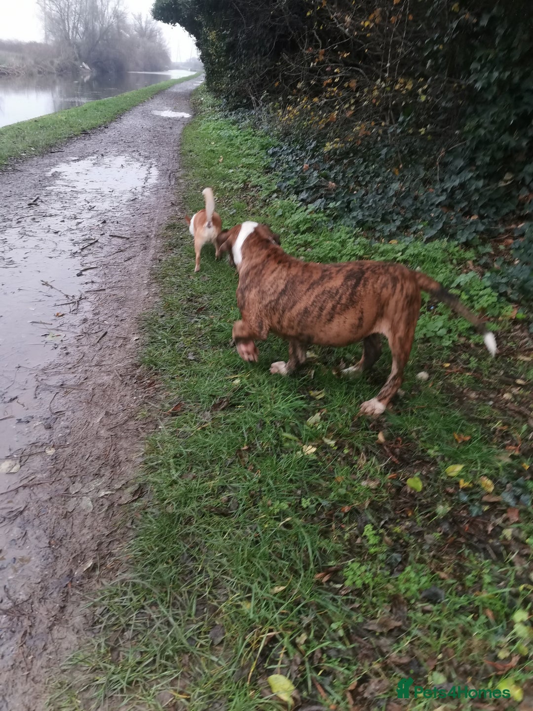 Mixed Breed dogs for sale: American bulldog mastiff cross puppies for sale - Advert 6