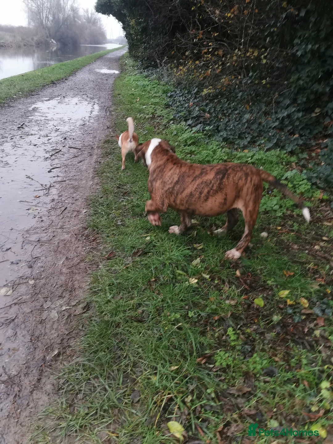 Mixed Breed dogs for sale: American bulldog mastiff cross puppies for sale - Advert 13