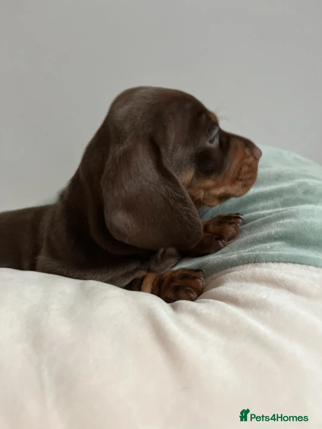 Miniature Dachshund dogs for sale: . Mini Dutch Hound Pups – Choc & Dapple - Advert 17