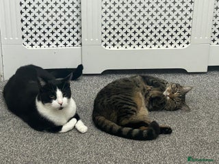 Mixed Breed cats Leo (black&white) Enzo (tabby ragdoll mix) - Advert 2