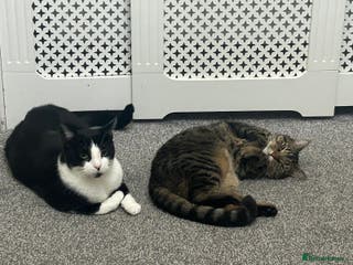 Mixed Breed cats Leo (black&white) Enzo (tabby ragdoll mix) - Advert 11