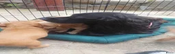 Sprocker dogs for sale: Cocker x Sprocker puppies  - Advert 14