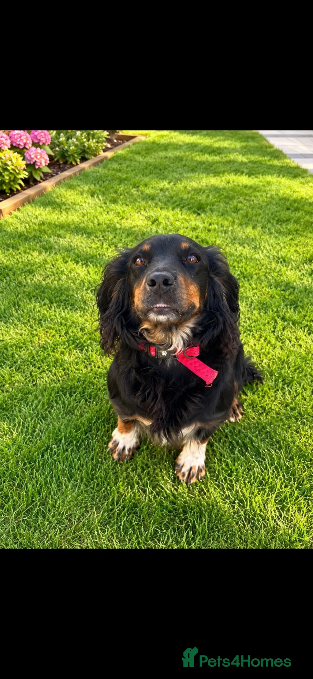 Cocker Spaniel dogs for sale: Cocker spaniel Kc reg - Advert 1