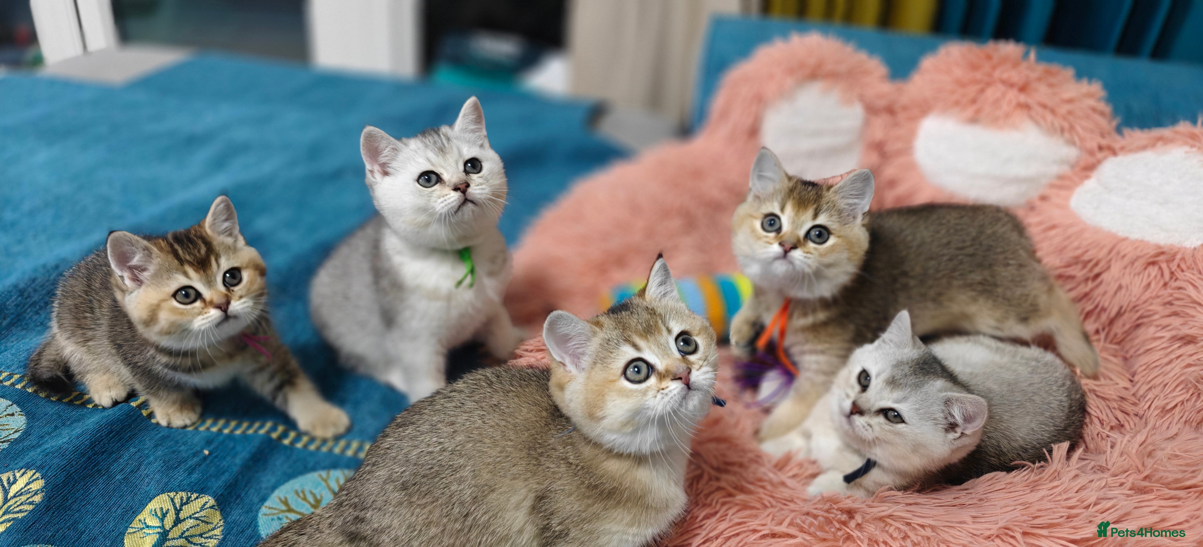 British Shorthair cats Playfull BSH kitten ready to join your family - Advert 4