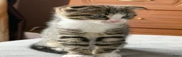 Mixed Breed cats for sale: Beautiful male kitten with folded ears in London - Advert 14